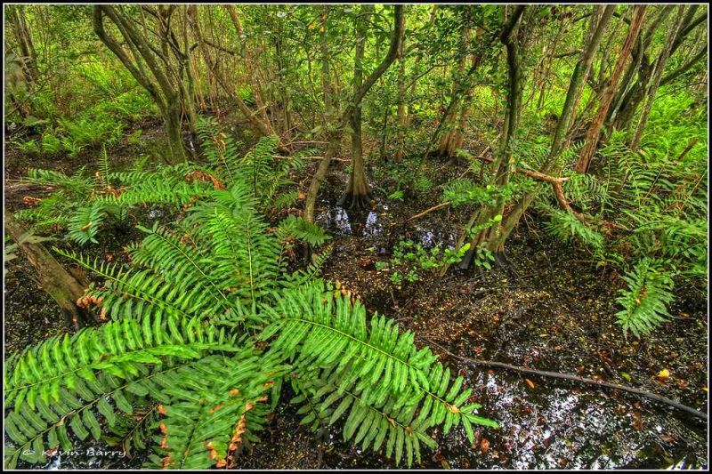 giant leather fern.jpg